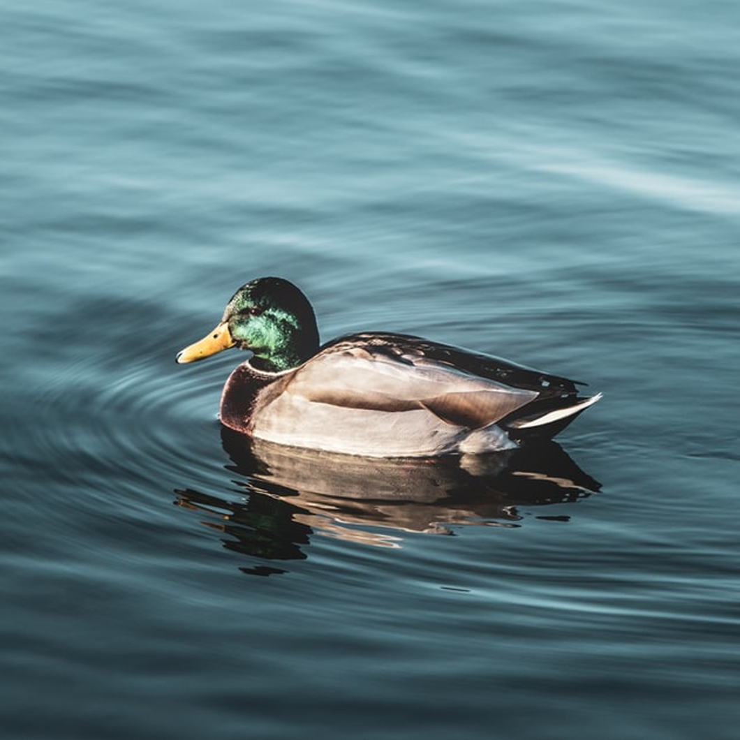 Ground Duck with bone