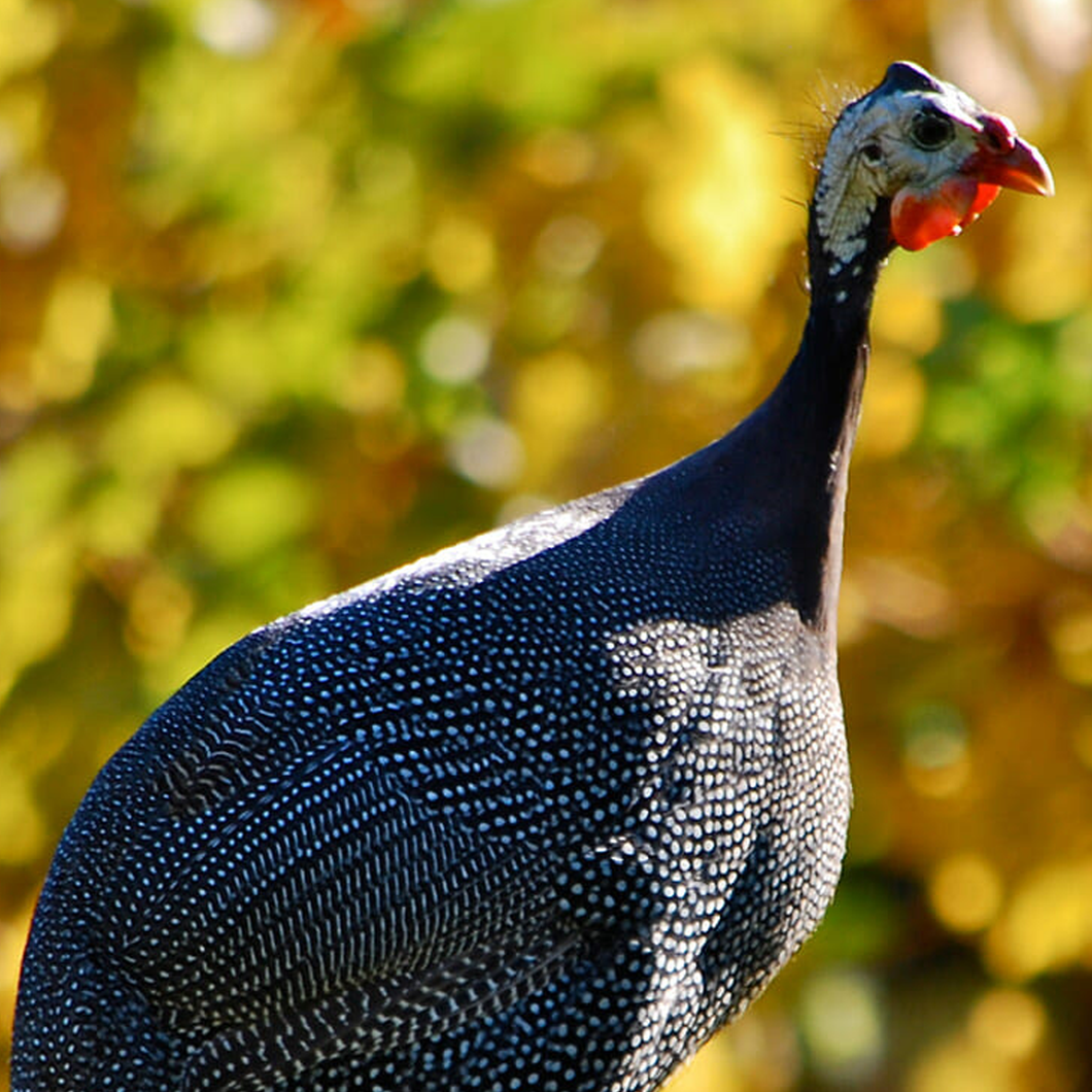 Ground Guinea Fowl 80/10/10