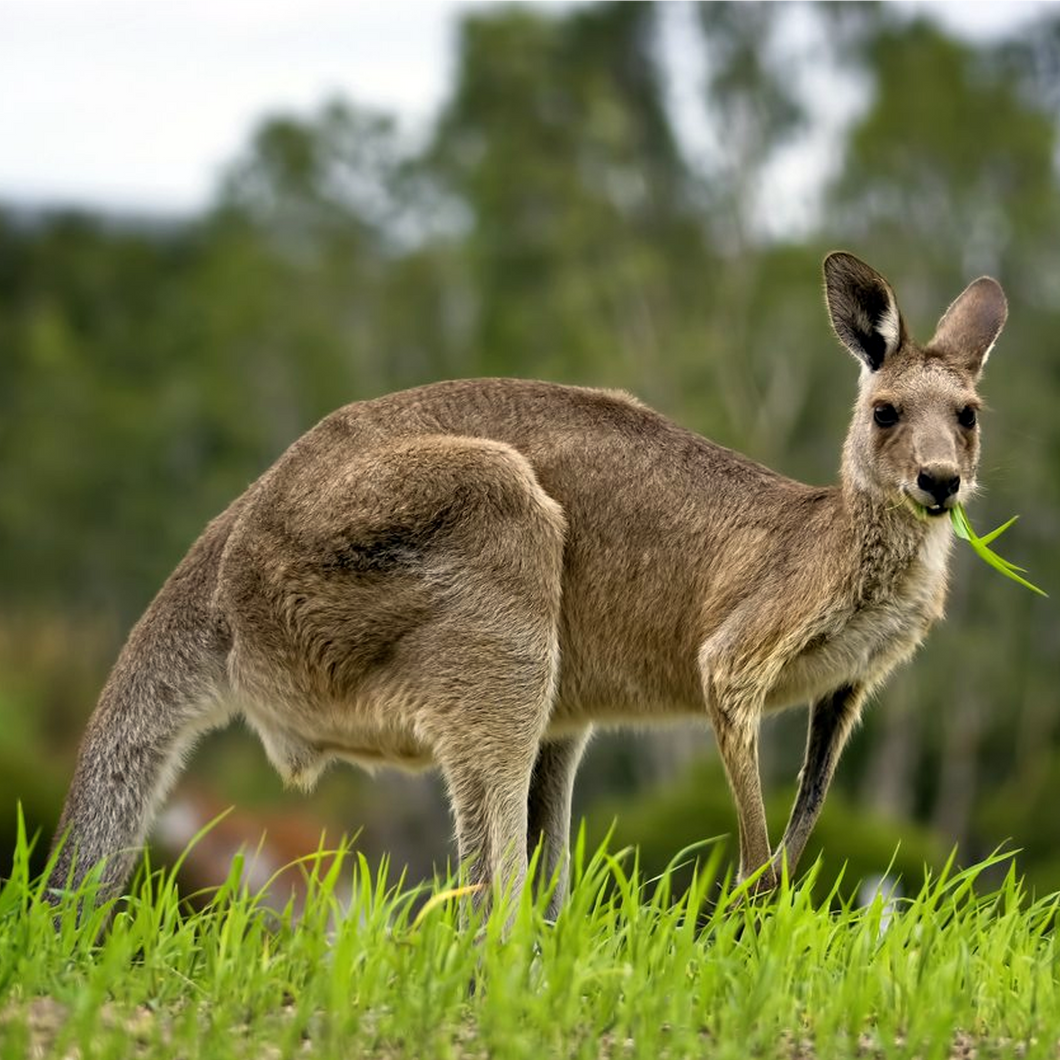 BONELESS: Ground Kangaroo