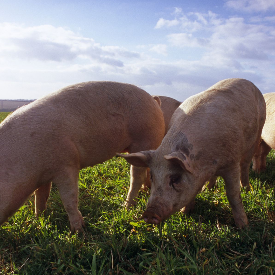 Ground Pork with bone