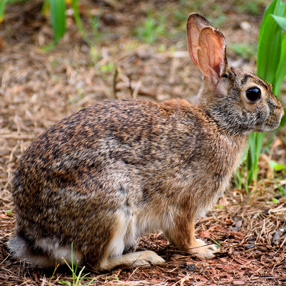 Ground Rabbit with bone