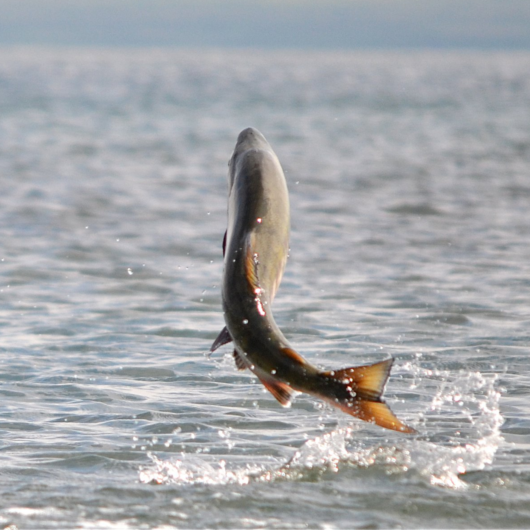 Ground Salmon with bone